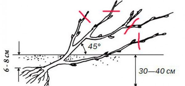 planter des groseilles