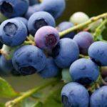 บลูเบอร์รี่พันธุ์ Earlyblue