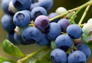 คำอธิบายพันธุ์บลูเบอร์รี่ Early Blue การปลูกและการดูแล