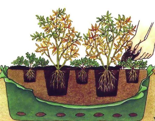 Schéma de plantation