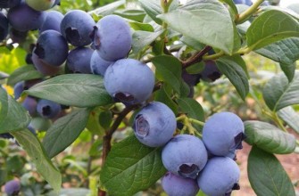 บลูเบอร์รี่