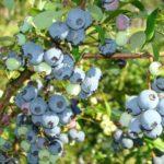 พุ่มไม้แชนด์เลอร์