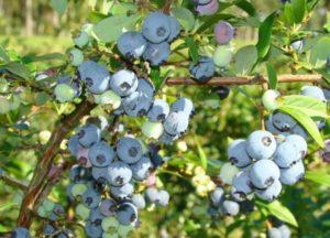 คำอธิบายพันธุ์บลูเบอร์รี่แชนด์เลอร์ คำแนะนำในการปลูกและการดูแล