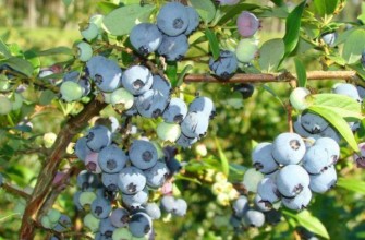 พุ่มไม้แชนด์เลอร์