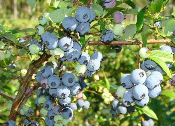 Les buissons de Chandler