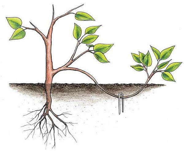 propagation des bleuets