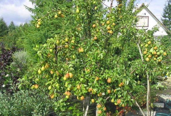 ต้นแพร์