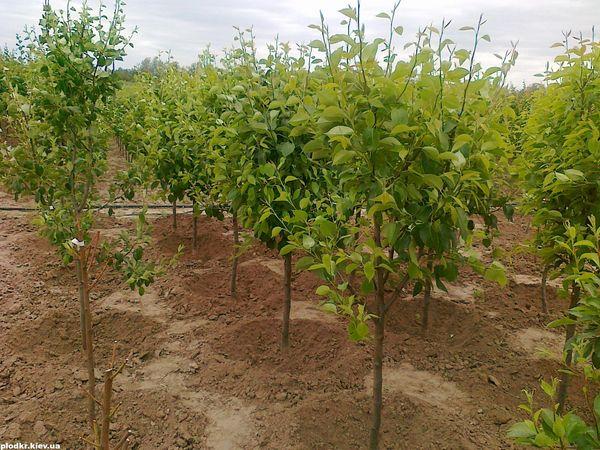 ต้นกล้าลูกแพร์