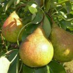 ลูกแพร์สุก