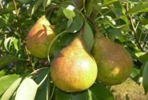 คำอธิบายพันธุ์ลูกแพร์ Belorusskaya Pozdnyaya แมลงผสมเกสร และรายละเอียดการเพาะปลูก