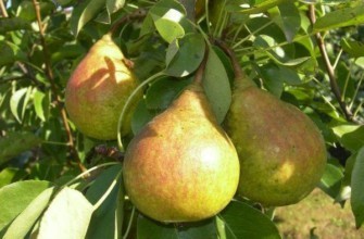 ลูกแพร์สุก