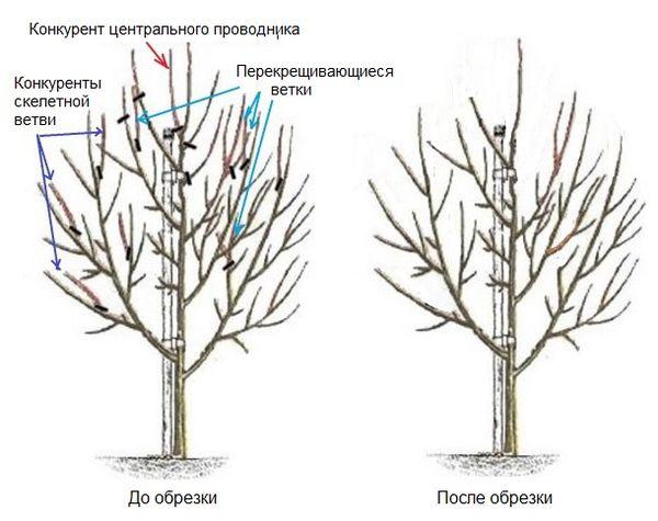 การก่อตัวของมงกุฎ