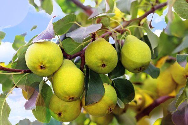 ลูกแพร์อูราโลชก้า