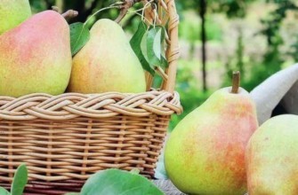 ตะกร้าลูกแพร์