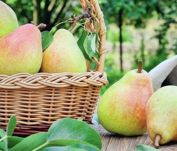 ตะกร้าลูกแพร์