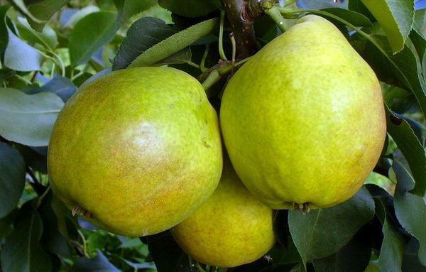 ผู้หลบหนีจากเมืองแมกนิโตกอร์สค์