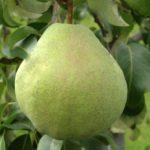 ในความทรงจำของ Zhegalov