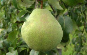 คำอธิบายและเทคโนโลยีการเพาะปลูกพันธุ์ลูกแพร์แห่งความทรงจำของ Zhegalov