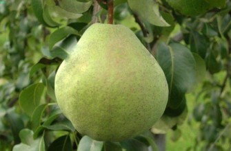 ในความทรงจำของ Zhegalov