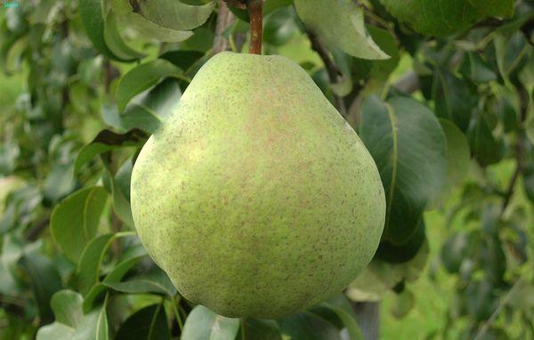 À la mémoire de Zhegalov