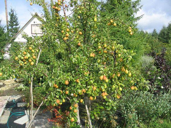 Cycle de fructification