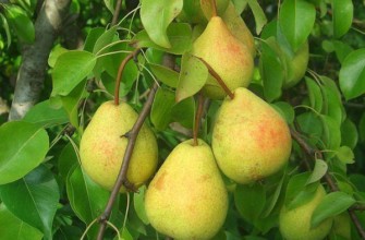 การติดผลของเวเลซ่า