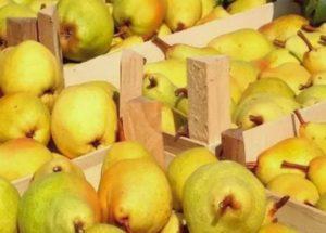 Les meilleures façons de conserver les poires à la maison pendant l'hiver