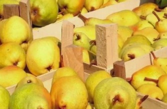 ลูกแพร์สุก