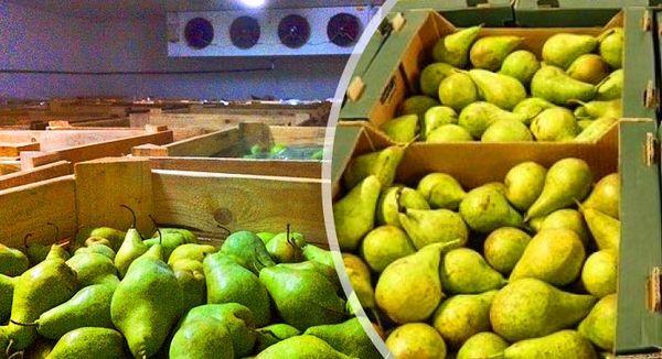 การเก็บลูกแพร์