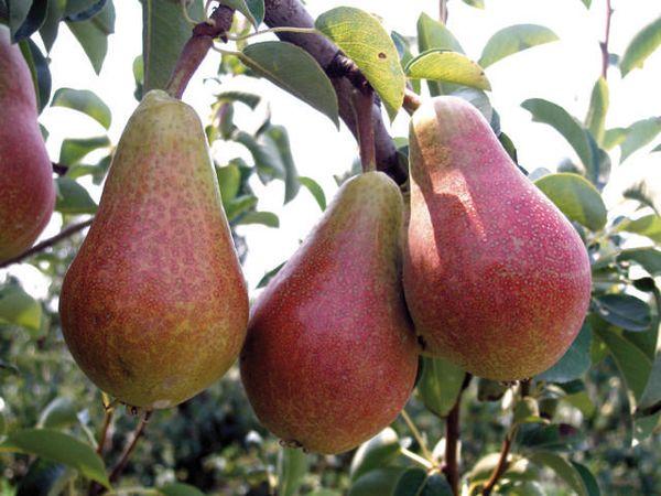 พันธุ์คาร์เมน