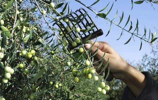 การเก็บเกี่ยว