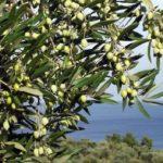 มะกอกเขียว