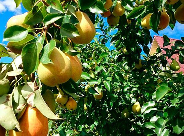 ต้นแพร์