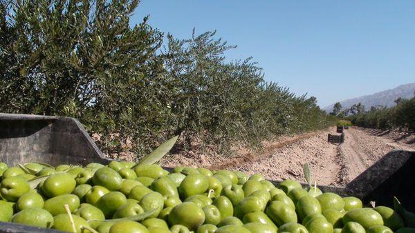 การเก็บเกี่ยวผลมะกอก