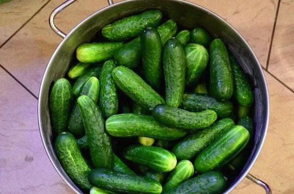 ทูตแตงกวา