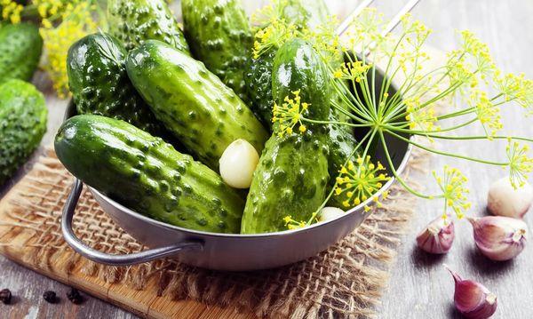 แตงกวาลูกผสม