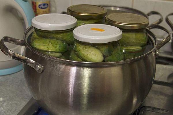 การทำหมันแตงกวา