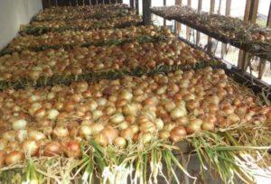 วิธีตากหัวหอมให้แห้งอย่างถูกวิธีสำหรับฤดูหนาวและ 5 วิธีง่ายๆ ที่บ้าน