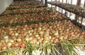 การทำให้หลอดไฟแห้ง