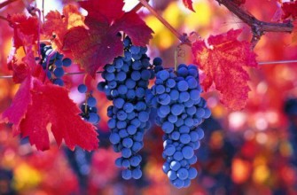 พวงเบอร์รี่