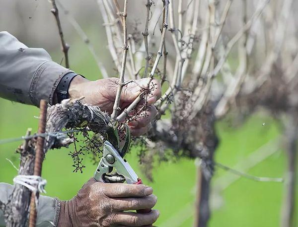 Taille de la variété Carmenere