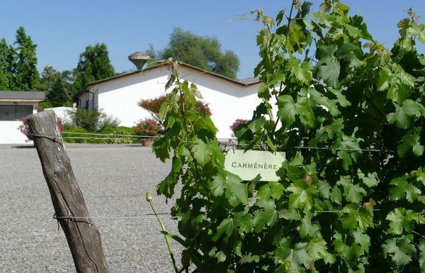 variété Carménère