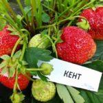 พันธุ์เคนท์