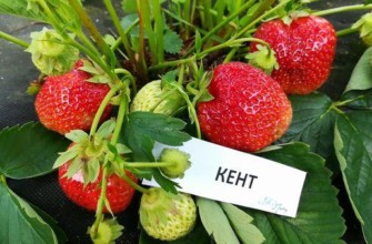 พันธุ์เคนท์