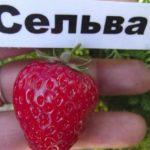 ผลไม้จากป่า