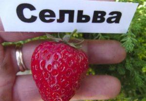 คำอธิบายพันธุ์สตรอว์เบอร์รีพันธุ์ Selva ที่ให้ผลดกตลอดปีและเทคโนโลยีการเพาะปลูก