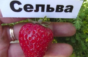 ผลไม้จากป่า