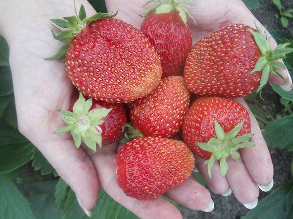 สตรอเบอร์รี่ในฝ่ามือของคุณ