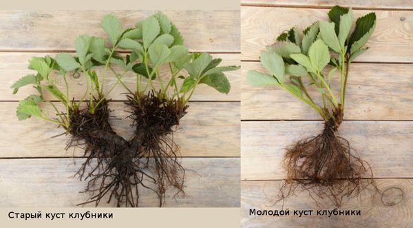 พุ่มไม้ที่แบ่งแยก