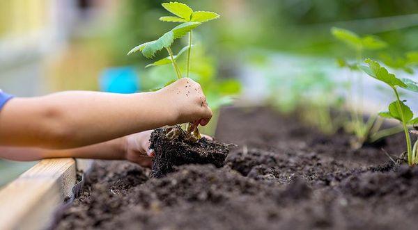 การปลูกสตรอเบอร์รี่